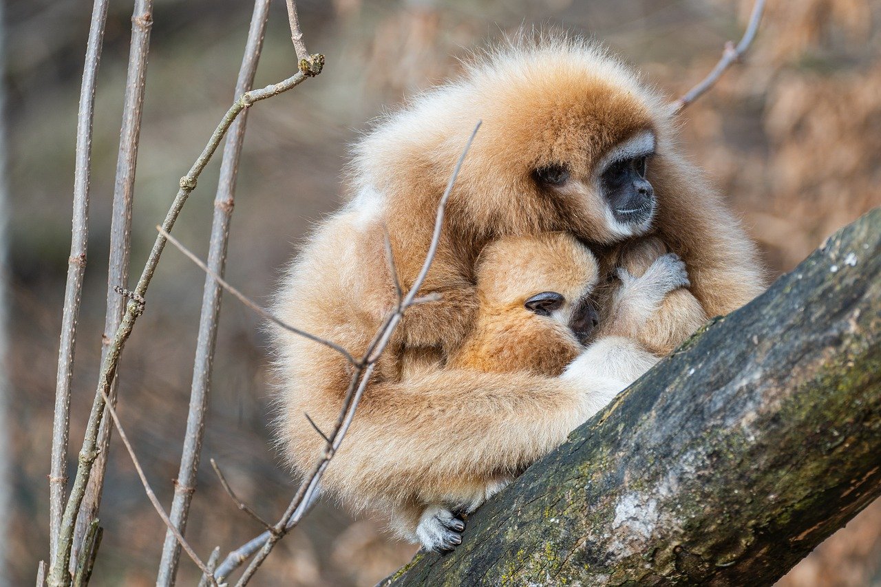 gibbons, gibbon baby, nature-8566839.jpg